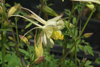 Aquilegia 'Silver Queen'  bestellen